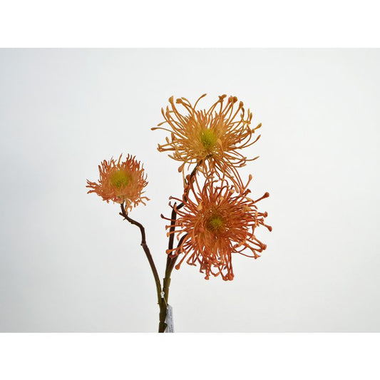 Kwiat Leucospermum pomarańczowo - brązowy 66 cm.