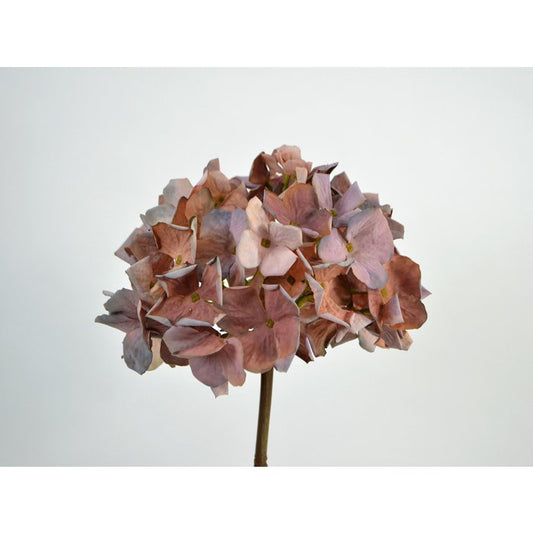Hortensja romantyczna , liliowa 50 cm.